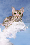 Ocicat tomcat