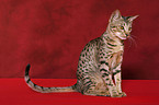 Ocicat