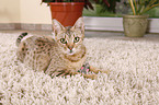 playing Ocicat