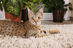 Ocicat