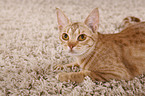 Ocicat