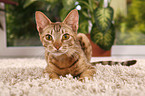 Ocicat