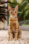 sitting Ocicat