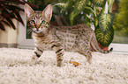 Ocicat kitten