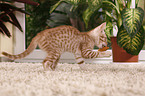 Ocicat kitten