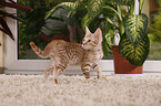 Ocicat kitten