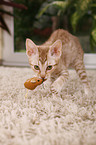 Ocicat kitten