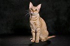 sitting Ocicat