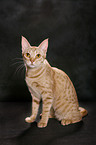 sitting Ocicat