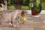 playing Ocicat