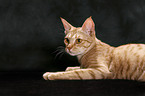 Ocicat