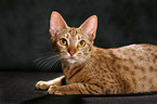 Ocicat