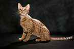 sitting Ocicat