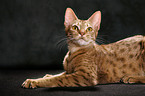 Ocicat