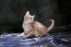 sitting Ocicat