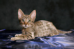 Ocicat kitten