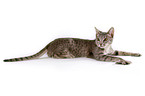 Ocicat