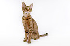 sitting Ocicat