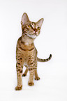 standing Ocicat