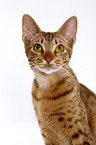 Ocicat Portrait