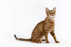 sitting Ocicat