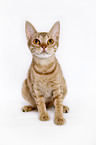 sitting Ocicat