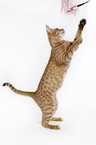 standing Ocicat