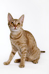 sitting Ocicat