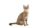 sitting Ocicat