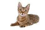 lying Ocicat