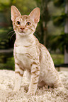 young Ocicat