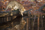 Ocicat in autums