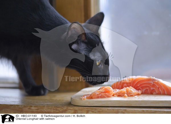 Oriental Longhair with salmon / HBO-01140