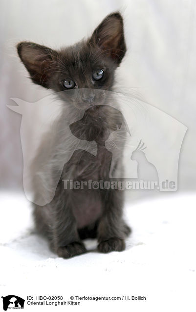 Oriental Longhair Kitten / HBO-02058