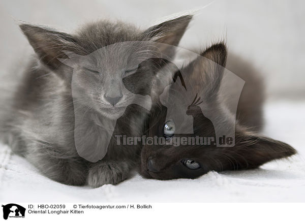 Oriental Longhair Kitten / HBO-02059