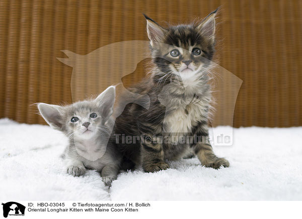 Oriental Longhair Kitten with Maine Coon Kitten / HBO-03045