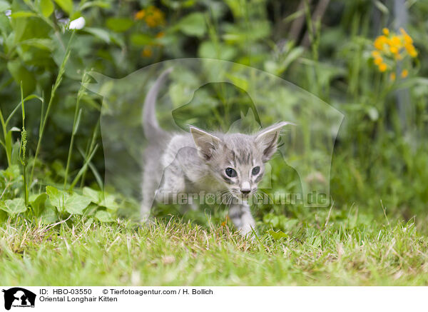 Oriental Longhair Kitten / HBO-03550