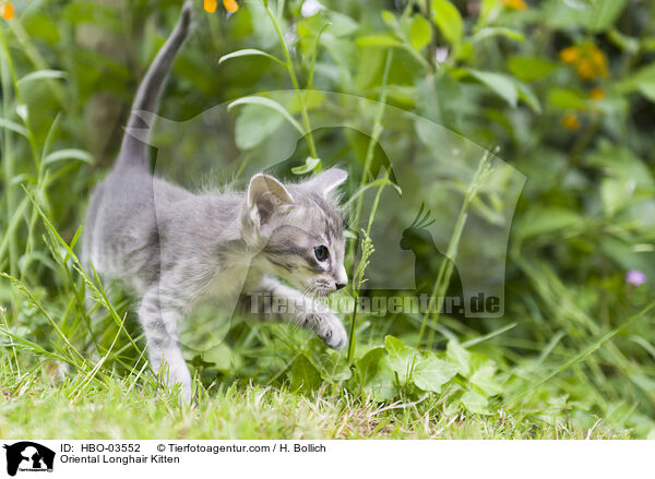 Oriental Longhair Kitten / HBO-03552