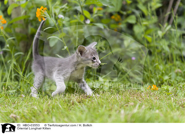 Oriental Longhair Kitten / HBO-03553