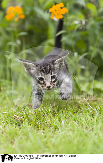 Oriental Longhair Kitten / HBO-03556