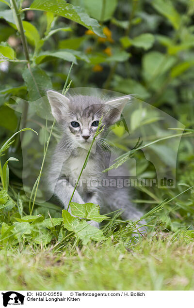 Oriental Longhair Kitten / HBO-03559