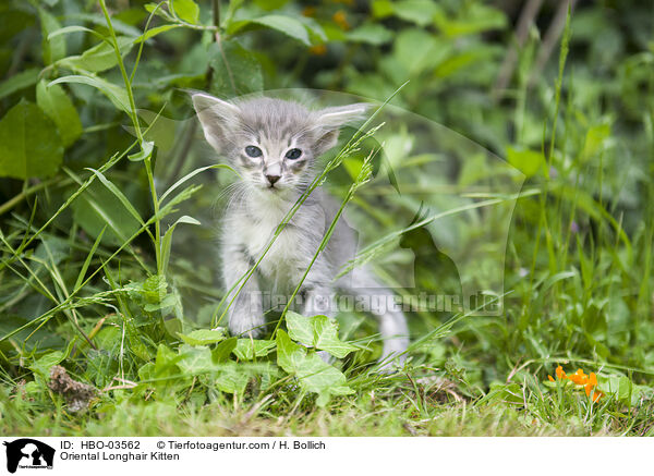 Oriental Longhair Kitten / HBO-03562