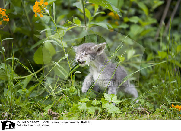Oriental Longhair Kitten / HBO-03567