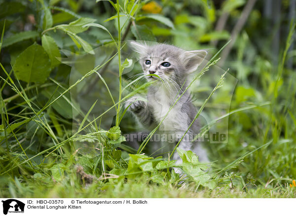 Oriental Longhair Kitten / HBO-03570