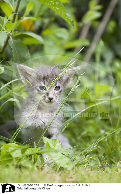 Oriental Longhair Kitten / HBO-03575