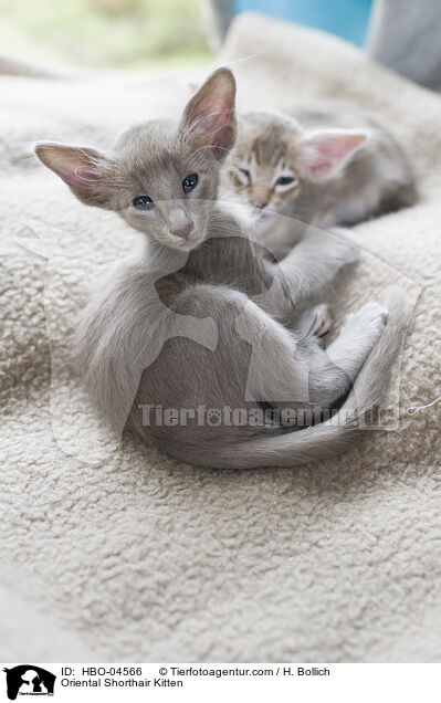 Oriental Shorthair Kitten / HBO-04566
