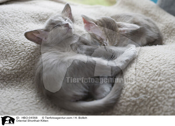 Oriental Shorthair Kitten / HBO-04568