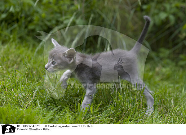 Oriental Shorthair Kitten / HBO-04571