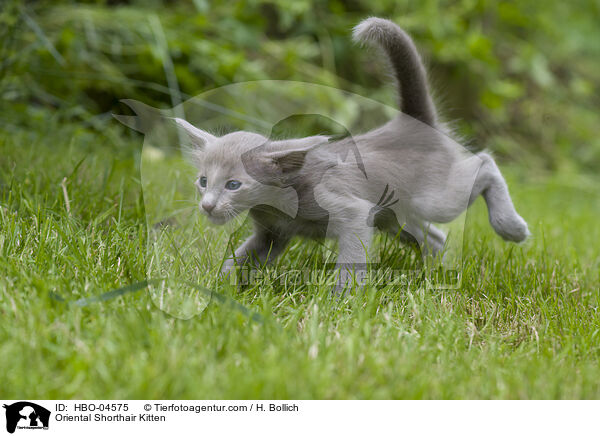 Oriental Shorthair Kitten / HBO-04575