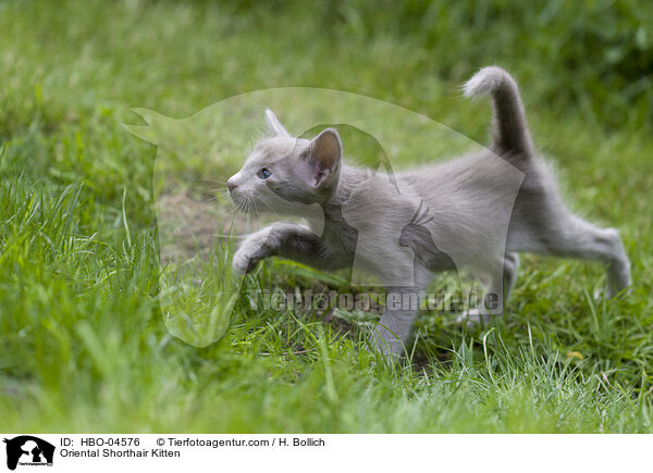 Oriental Shorthair Kitten / HBO-04576